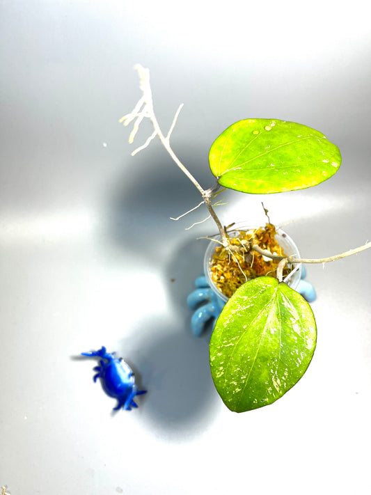 Hoya balaensis with splash - has some roots
