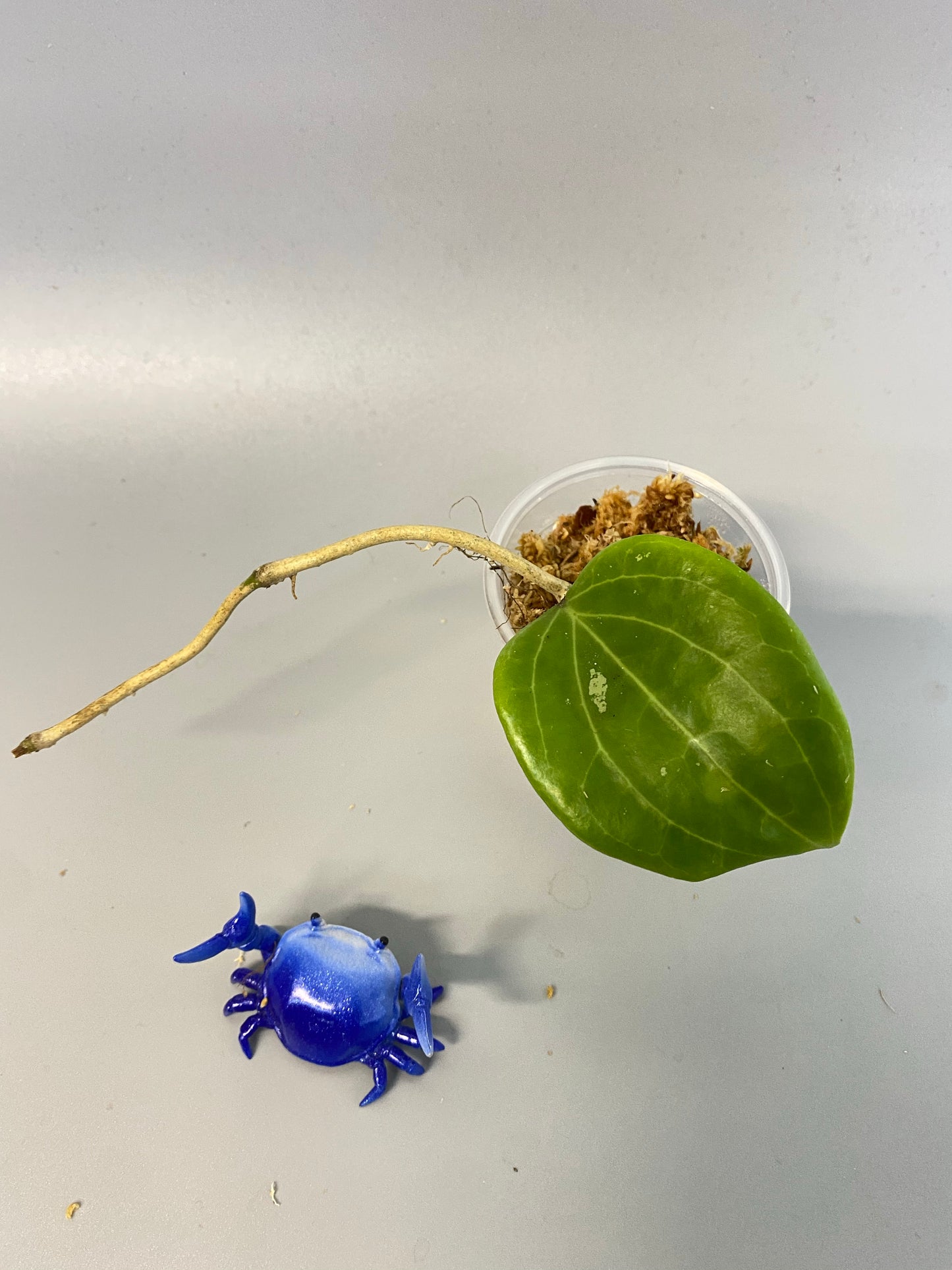 Hoya quinquenervia - unrooted