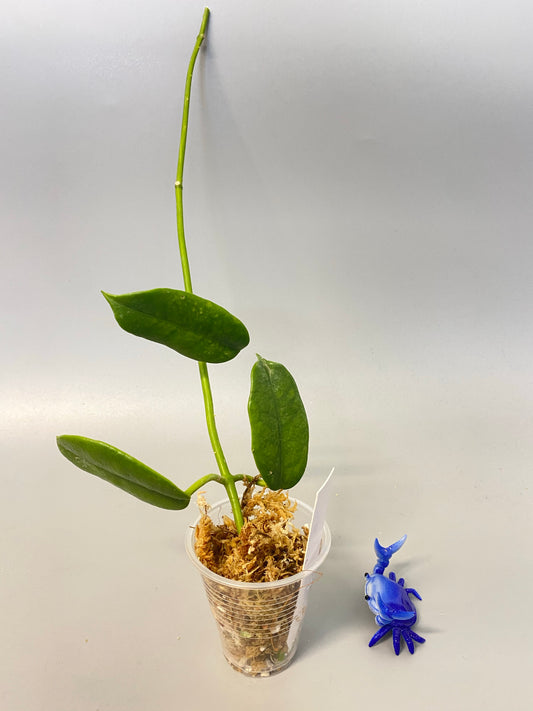 Hoya cv ruthie - Unrooted