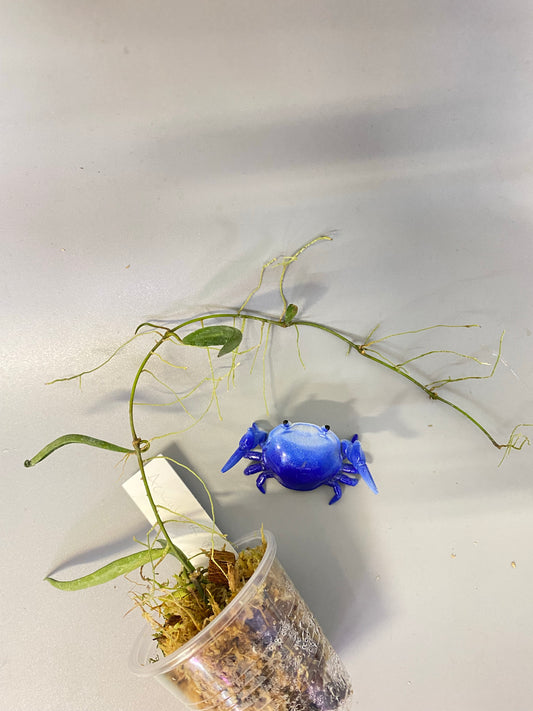 Hoya acicularis - rooted