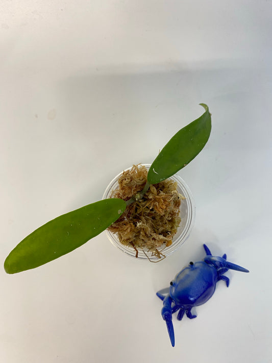 Hoya ‘minibelle’ sheperdii x carnosa - unrooted