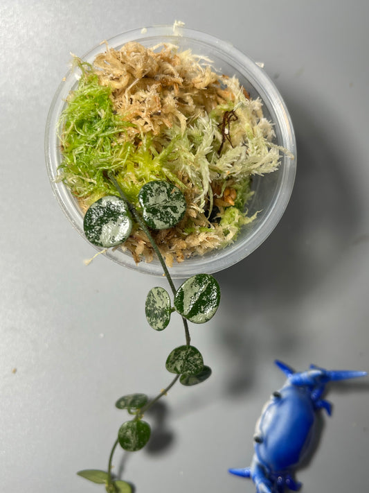 Hoya serpens splash -  fresh cut - Unrooted