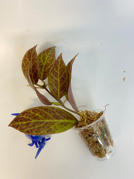 Hoya cv sunrise - has roots