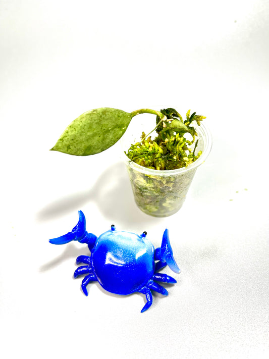 Hoya Louisa silver - has new growth