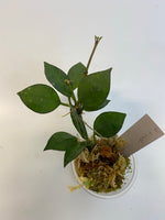 Hoya krohniana black -  active growth