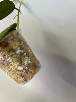 Hoya epc 600 / epc-600 - 7 nodes - has some roots