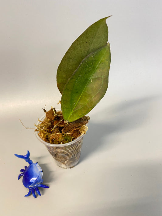 Hoya tequila sunrise - has roots