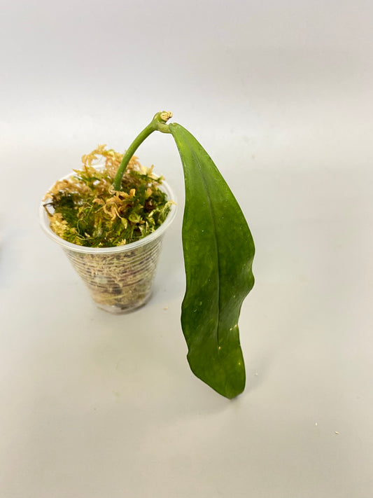 Hoya lobbii - rooted - free addon