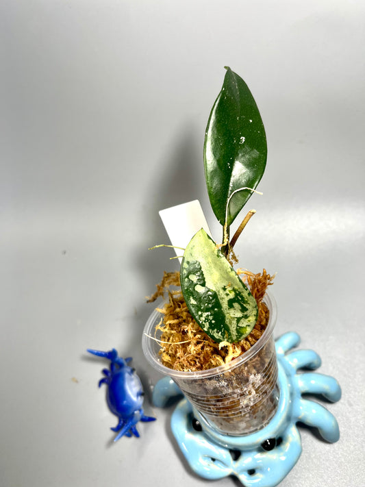 Hoya AH-074 silver clone- Unrooted