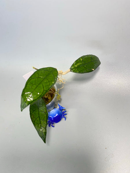 Hoya finlaysonii UT-073 - active growth