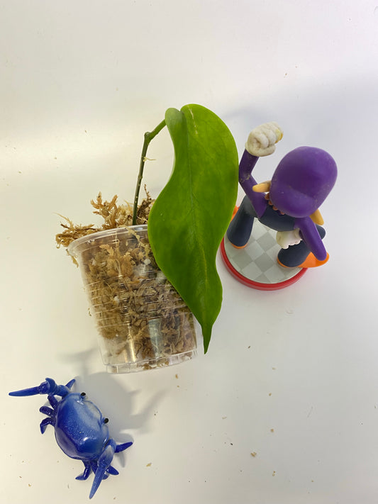 Hoya kenejiana - unrooted