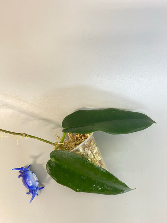 Hoya kaimuki - active growth, (H macgillivrayi X H archboldiana) Big Flowers