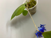 Hoya camphorifolia - starting to root