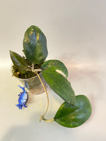 Hoya Joy - active growth