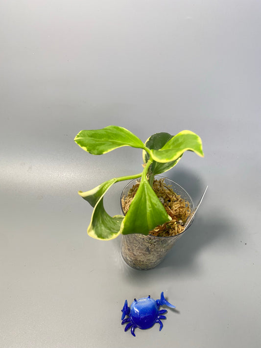 Hoya pachyclada outer variegation - active growth