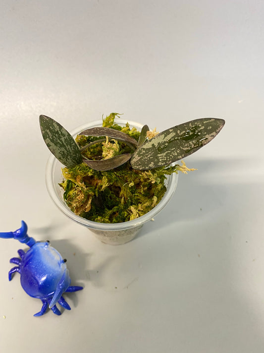 Hoya sigillatis - active growth