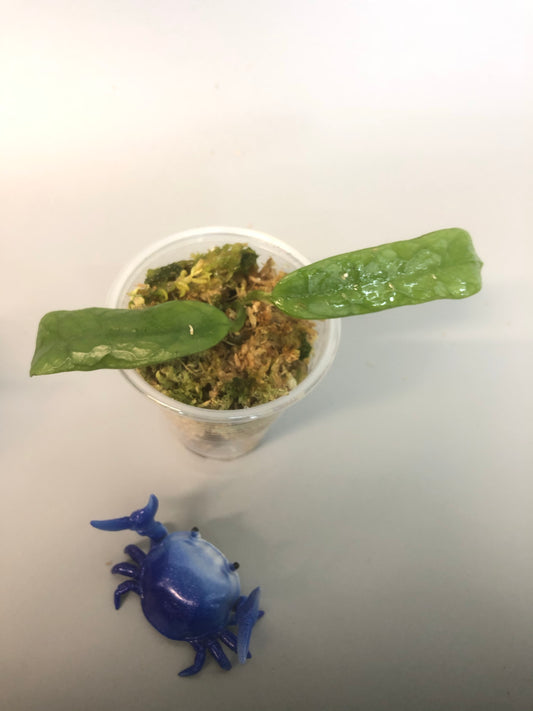 Hoya rotundiflora - rooted