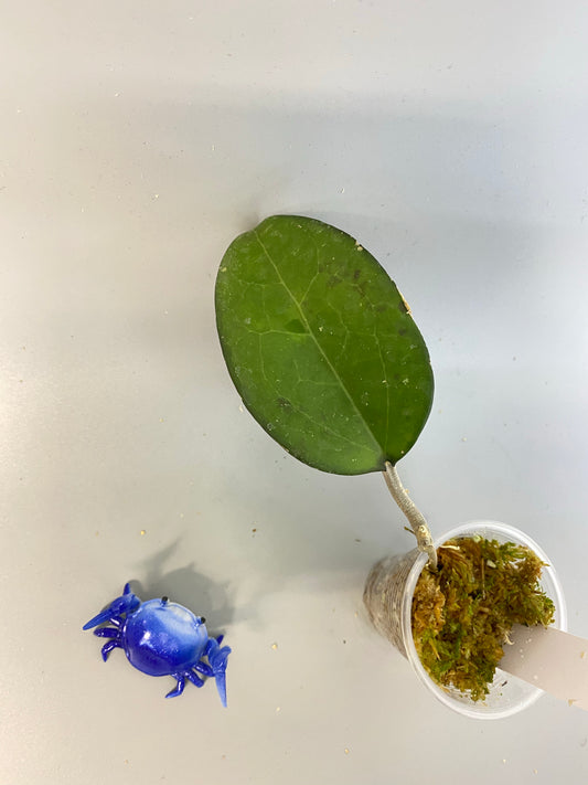 Hoya fusco marginata - has roots