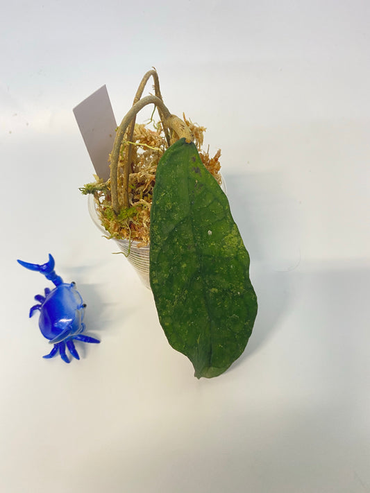 Hoya perak teddy bear / peninsularis - starting to root