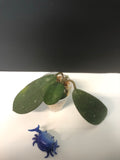 Hoya diversifolia crassipes