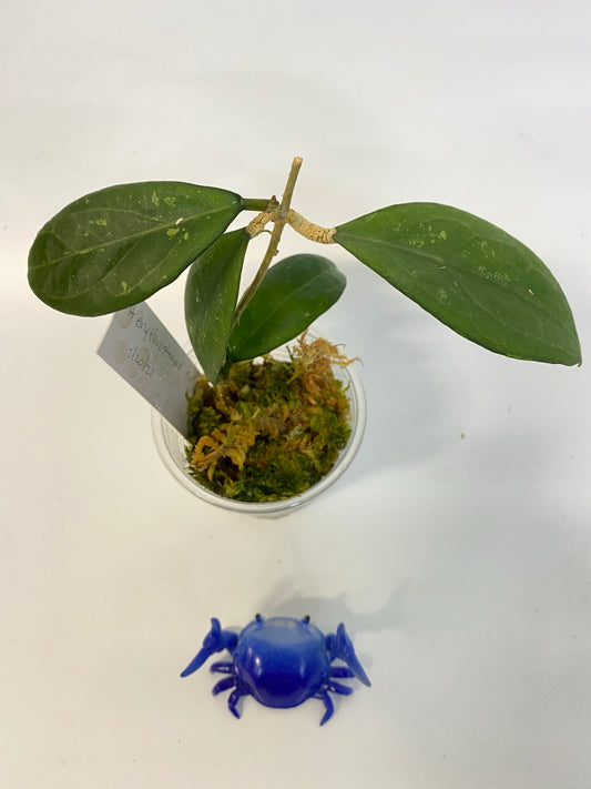 Hoya erythrostemma - big pink - active growth