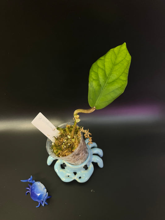 Hoya vitellinoides - starting to root