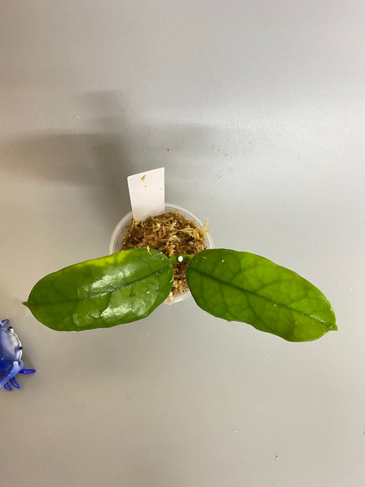 Hoya villosa small leaves - Unrooted