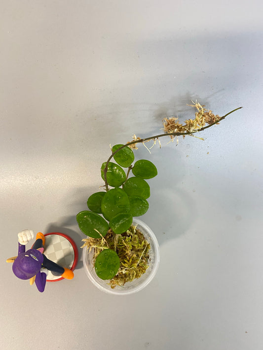 Hoya mathilde with active growth