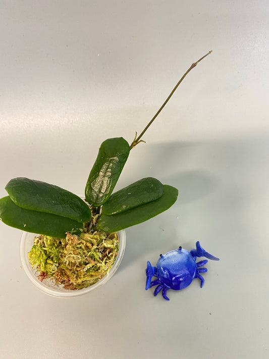 Hoya rotundiflora - with active growth