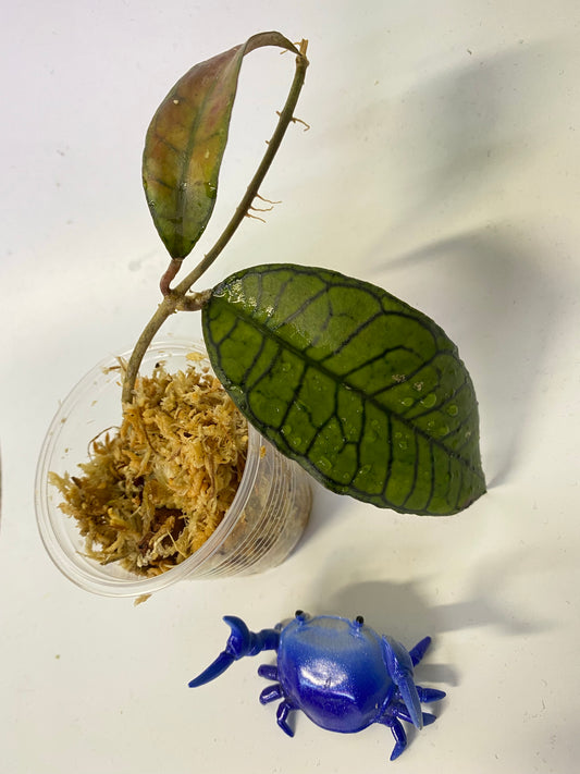 Hoya gunung gading - Unrooted