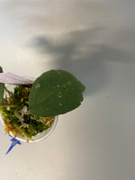 Hoya waymaniae round leaf - new growth