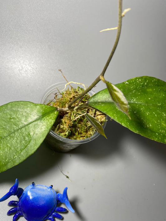 Hoya sp. chicken farm - active growth