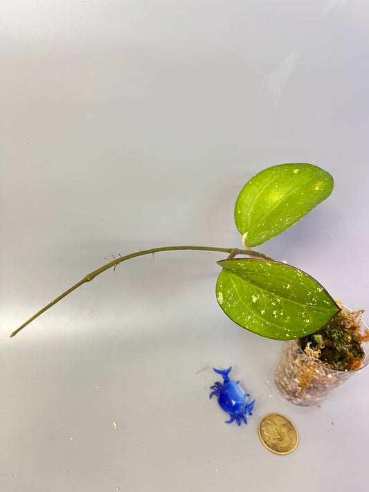 Reserved for kimberlee - Hoya loyceandrewsiana  - active growth