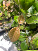 Hoya megalaster - fresh cut - 1 node - Unrooted
