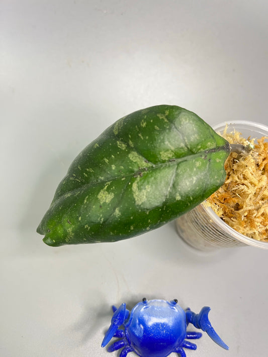 Hoya rb dick with splash - EPC 196 - Unrooted