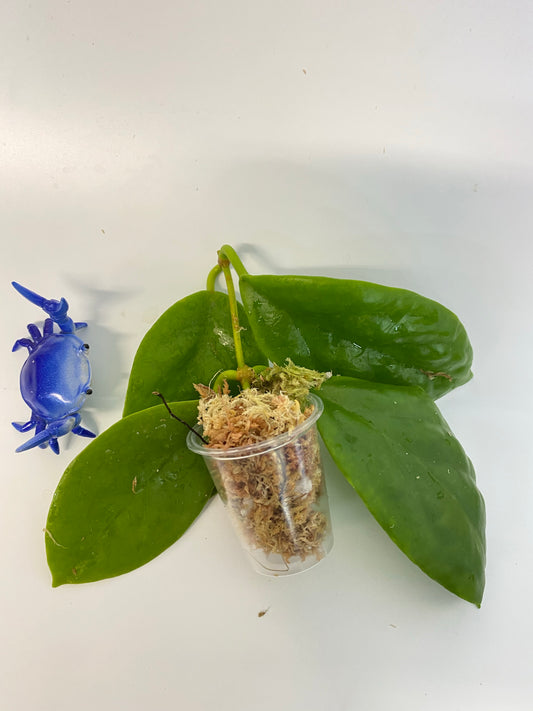 Hoya incrassata - starting to root