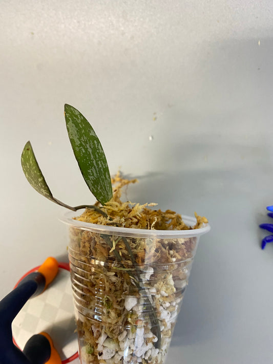 Hoya sigillatis - unrooted