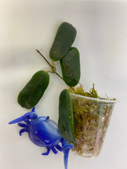 Hoya rotundiflora - active growth