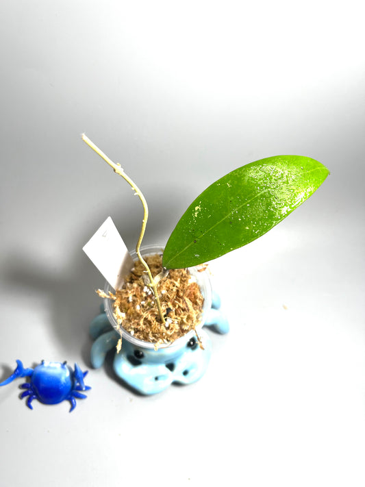 Hoya sp NR01 - unrooted