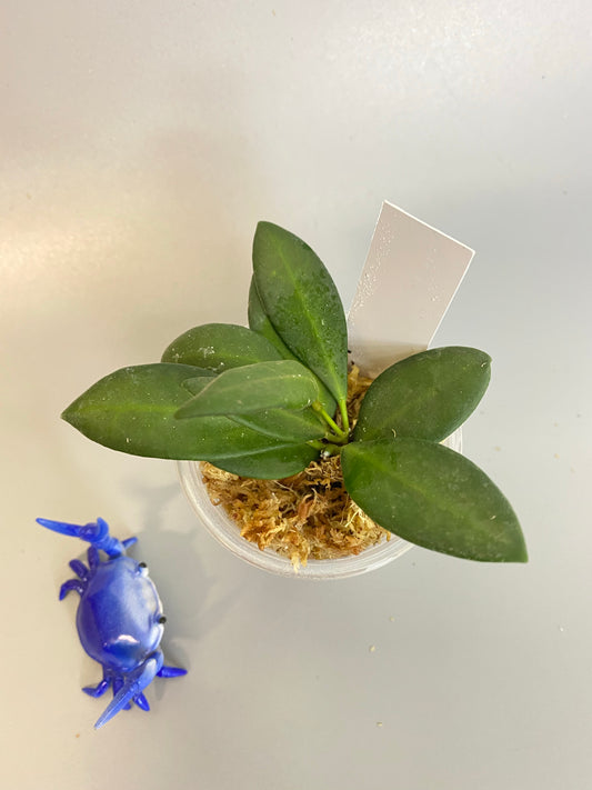 Hoya burtoniae - Unrooted cutting