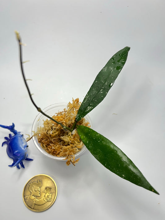 Hoya scortechinii pink UT001- unrooted