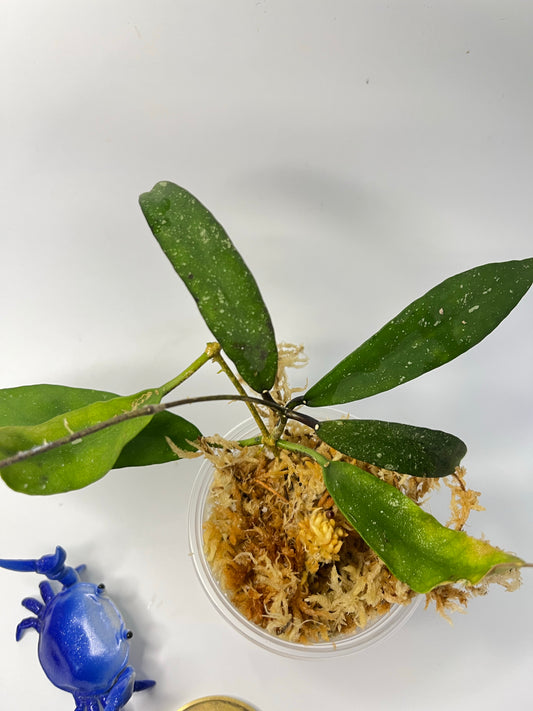 Hoya scortechinii pink UT001- unrooted