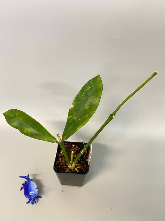 Hoya lobbii - rooted