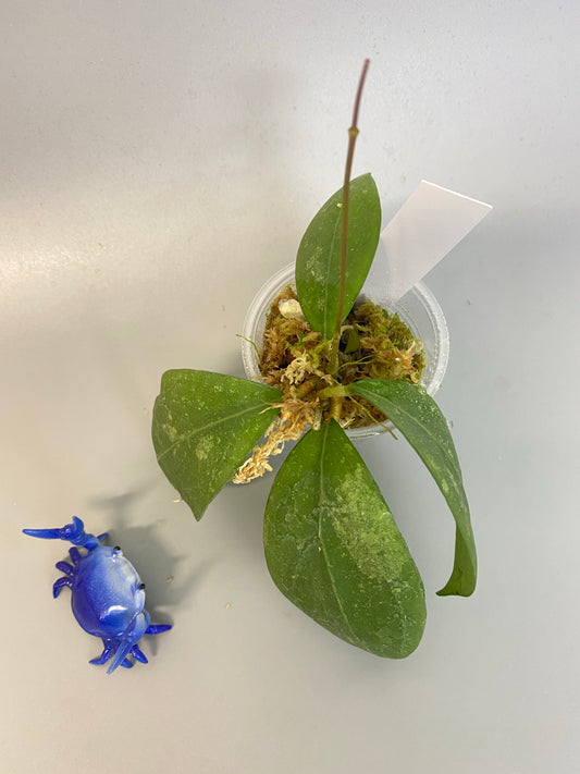 Hoya erythrostemma - pink corona - active growth