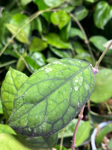 Hoya cv larisa splash  - fresh cut 1 node / 1 leaf