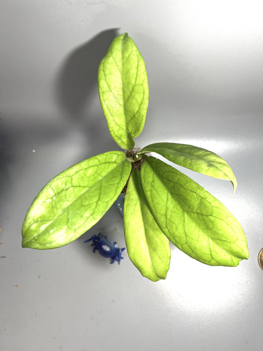 Hoya cv golden eye - Unrooted