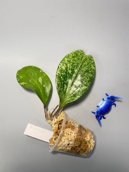 Hoya ‘Michele’ - has root