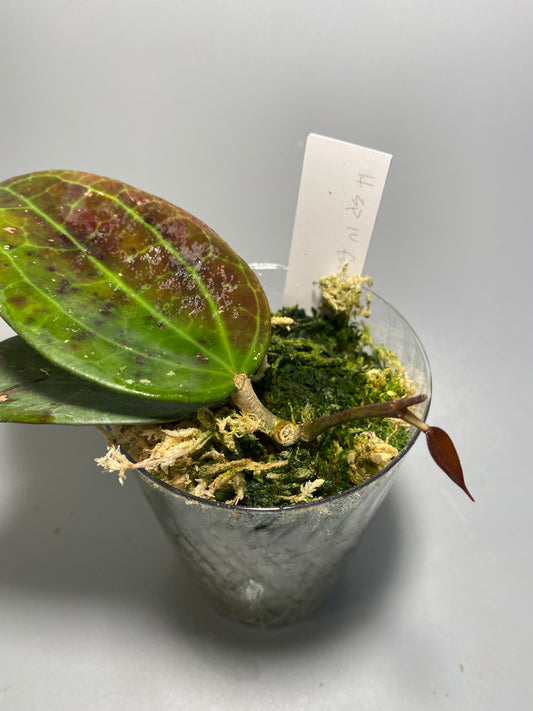 Hoya sp IV from WMZ - active growth