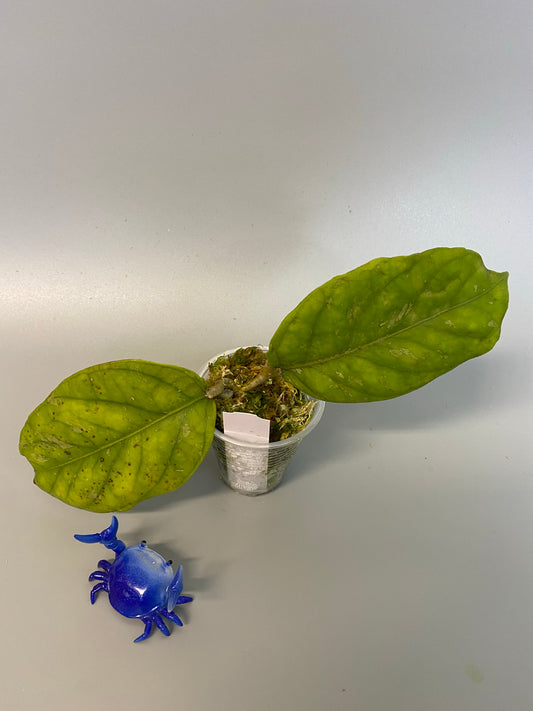 Hoya sp GPS 7020 - has roots