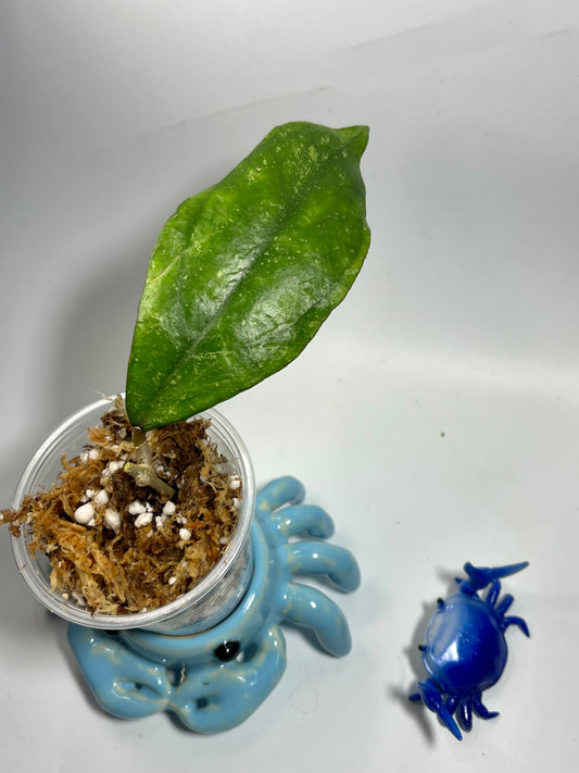 Hoya sp. chicken farm - Unrooted